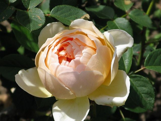  photo JudeTheObscureatfiloliIMG_1114640wide_zpsecf6a3e0.jpg